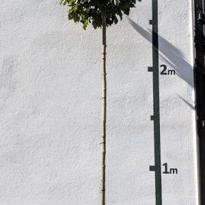 Acer platanoides `Globosum´