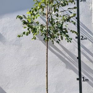 Amelanchier lamarckii