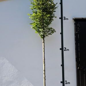 Carpinus betulus `Fastigiata´