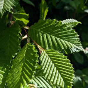 Carpinus betulus