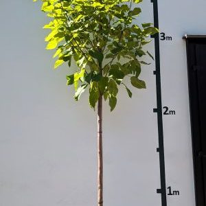 Catalpa bignonioides