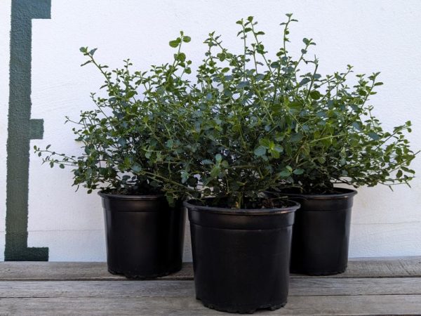 Ceanothus thyrsiflorus var. repens – Bild 2