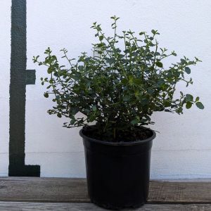 Ceanothus thyrsiflorus var. repens