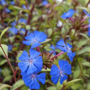 Ceratostigma willmottianum