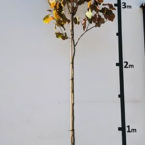 Cercis chinensis `Merlot´