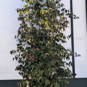 Cornus kousa var. chinensis