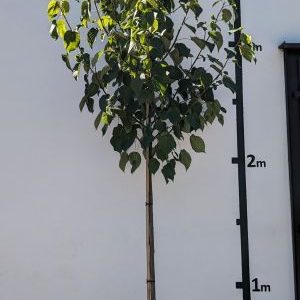 Davidia involucrata var. vilmoriniana