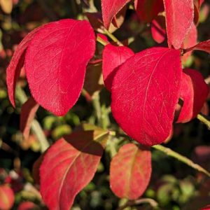 Euonymus alatus `Compactus´