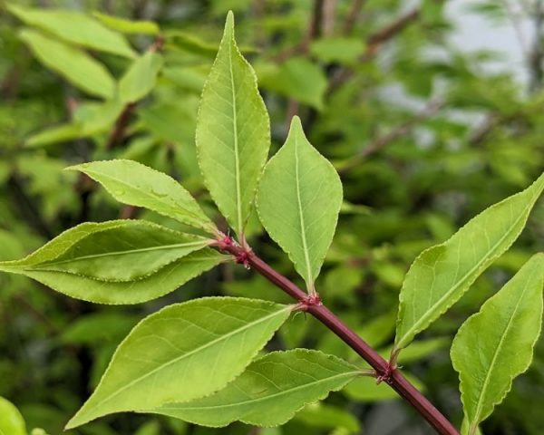 Euonymus alatus `Compactus´ – Bild 2