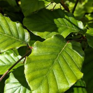 Fagus sylvatica