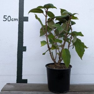 Hydrangea aspera `Macrophylla´
