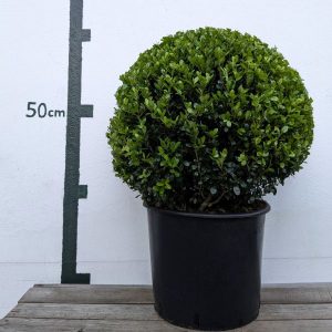 Ilex crenata `Caroline Upright´