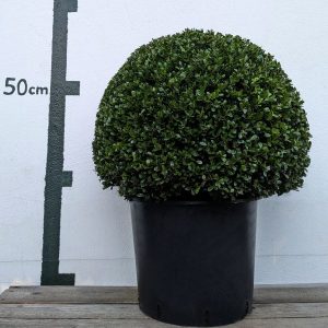 Ilex crenata `Glorie Gem´