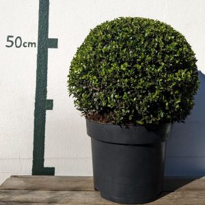 Ilex crenata `Stokes´