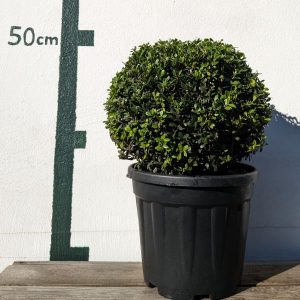 Ilex crenata `Stokes´