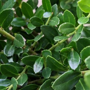 Ilex crenata `Stokes´