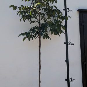 Juglans regia Sämling