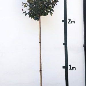 Lagerstroemia indica `Dynamite´