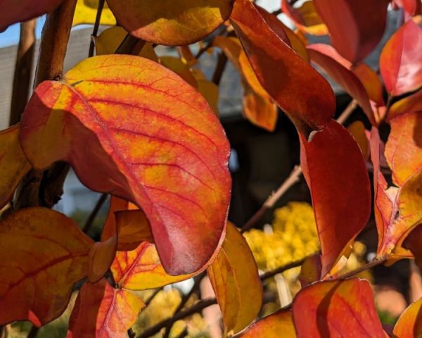 Lagerstroemia indica `Dynamite´ – Bild 4