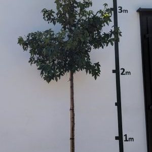 Liquidambar styraciflua