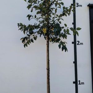 Malus x robusta `Red Sentinel´