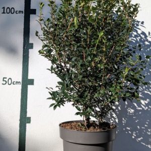 Osmanthus burkwoodii