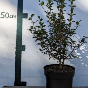 Osmanthus burkwoodii