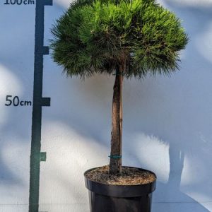 Pinus densiflora `Low Glow´