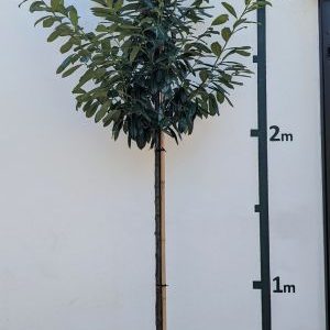 Prunus laurocerasus `Novita´