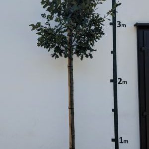 Quercus robur
