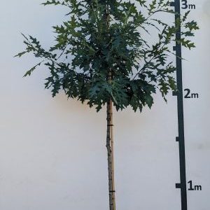 Quercus texana `New Madrid´