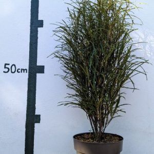 Rhamnus frangula `Fine Line´®