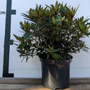 Rhododendron ponticum `Graziella´