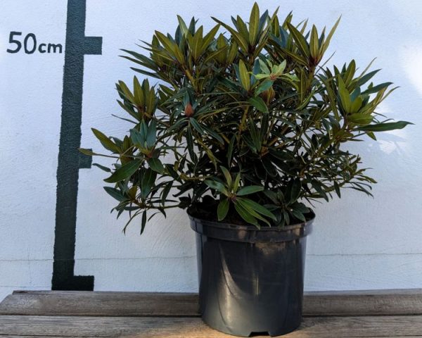Rhododendron ponticum `Graziella´
