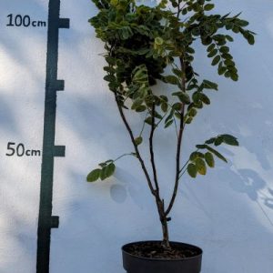 Robinia hispida `Macrophylla´