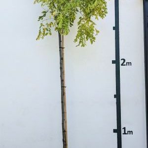 Robinia pseudoacacia `Frisia´
