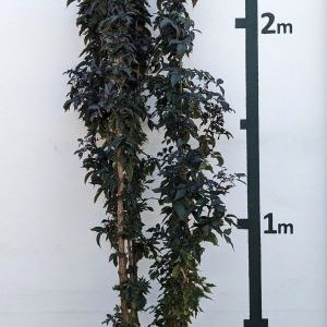 Sambucus nigra `Black Tower´