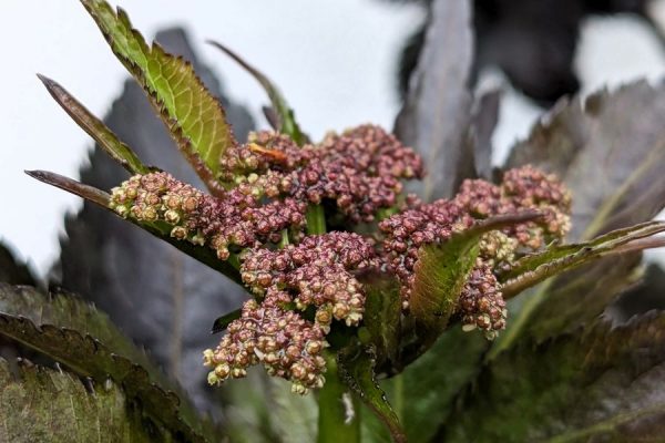Sambucus nigra `Black Tower´ – Bild 4