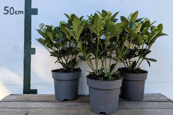 Skimmia japonica `White Globe´ – Bild 2
