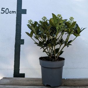 Skimmia japonica `White Globe´