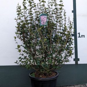 Syringa meyeri `Josee´