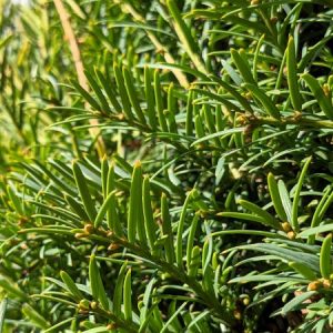 Taxus baccata