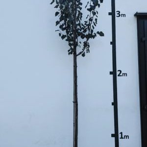 Tilia cordata `Greenspire´