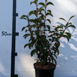 Viburnum bodnantense `Dawn´