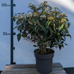 Viburnum plicatum `Watanabe´