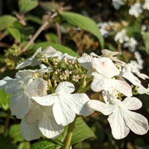 Viburnum plicatum `Watanabe´